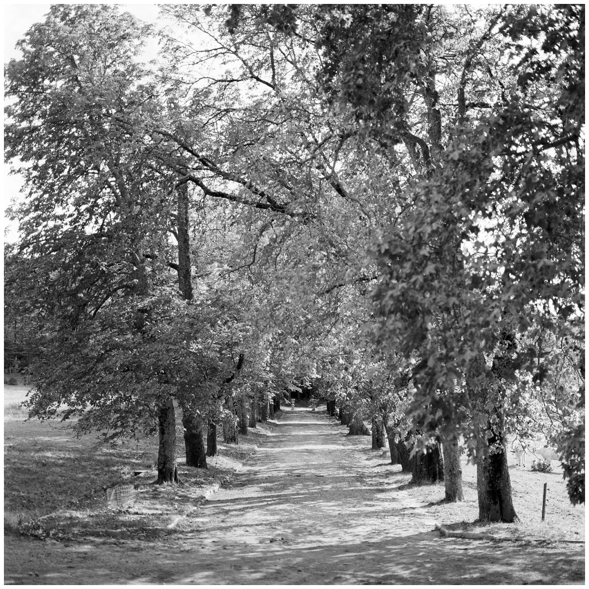 Provence-wedding-film-photographer-Le-Secret-d-Audrey (7)